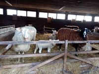 Nat&uuml;rlich Schafwolle Wolle Naturbekleidung Spinnkurs Wollbekleidung