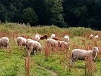 Nat&uuml;rlich Schafwolle Naturbekleidung Wolle spinnkurs